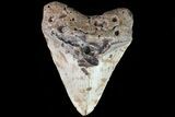 Bargain, Megalodon Tooth - North Carolina #82931-1